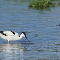 Szablodziób - Pied Avocet