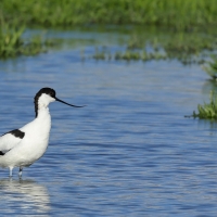 Szablodziób - Pied Avocet