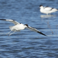 Szablodziób - Pied Avocet