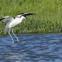 Szablodziób - Pied Avocet