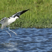 Szablodziób - Pied Avocet