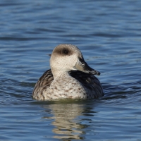 Marmurka - Marbled Teal
