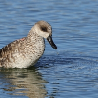 Marmurka - Marbled Teal