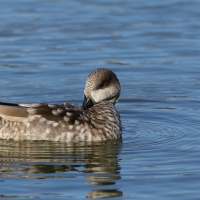Marmurka - Marbled Teal