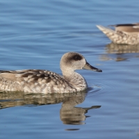 Marmurka - Marbled Teal