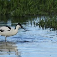 Szablodziób - Pied Avocet