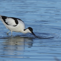 Szablodziób - Pied Avocet