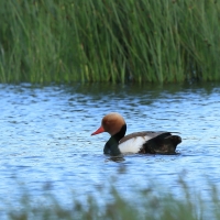 Hełmiatka - Red-crested Pochard