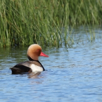 Hełmiatka - Red-crested Pochard