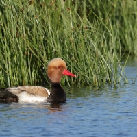Hełmiatka - Red-crested Pochard