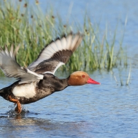 Hełmiatka - Red-crested Pochard