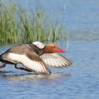 Hełmiatka - Red-crested Pochard