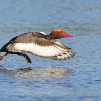 Hełmiatka - Red-crested Pochard