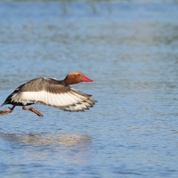 Hełmiatka - Red-crested Pochard