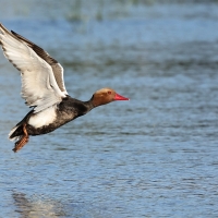Hełmiatka - Red-crested Pochard