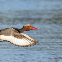 Hełmiatka - Red-crested Pochard