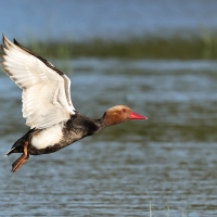 Hełmiatka - Red-crested Pochard