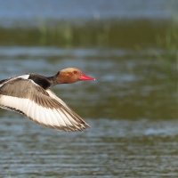 Hełmiatka - Red-crested Pochard