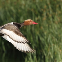 Hełmiatka - Red-crested Pochard