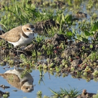 Sieweczka morska - Kentish Plover