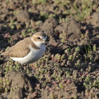 Sieweczka morska - Kentish Plover