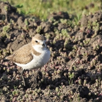 Sieweczka morska - Kentish Plover