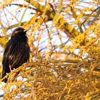 Szpak jednobarwny - Spotless Starling