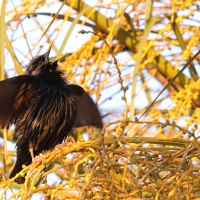 Szpak jednobarwny - Spotless Starling