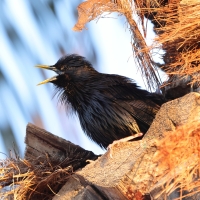 Szpak jednobarwny - Spotless Starling