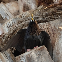 Szpak jednobarwny - Spotless Starling