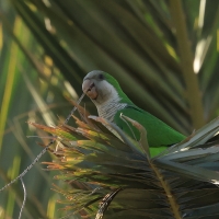 Mnicha - Monk Parakeet