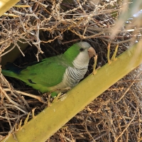 Mnicha - Monk Parakeet