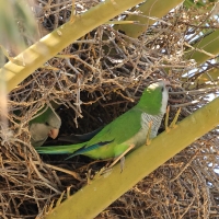 Mnicha - Monk Parakeet
