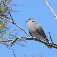 Turkawka - European Turtle Dove