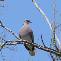 Turkawka - European Turtle Dove