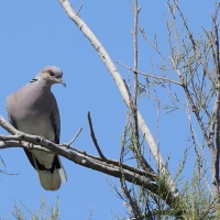 Turkawka - European Turtle Dove