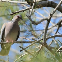 Turkawka - European Turtle Dove