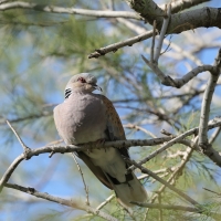 Turkawka - European Turtle Dove