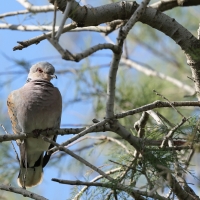 Turkawka - European Turtle Dove