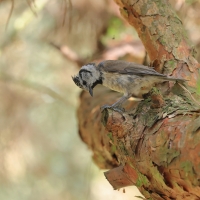 Czubatka  - Crested Tit