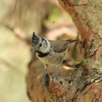 Czubatka  - Crested Tit