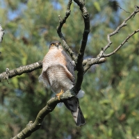 Krogulec - Eurasian Sparrowhawk