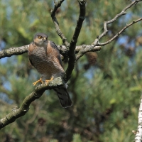 Krogulec - Eurasian Sparrowhawk