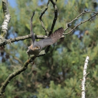 Krogulec - Eurasian Sparrowhawk
