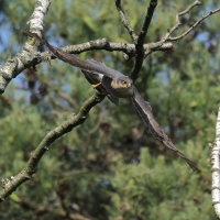 Krogulec - Eurasian Sparrowhawk