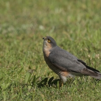 Krogulec - Eurasian Sparrowhawk