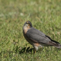Krogulec - Eurasian Sparrowhawk