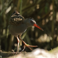 Wodnik - Water Rail
