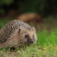 Jeż zachodni - European hedgehog