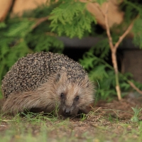 Jeż zachodni - European hedgehog